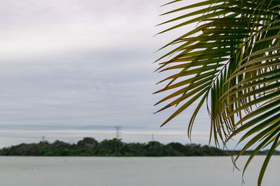 Close-up of palm tree against sky