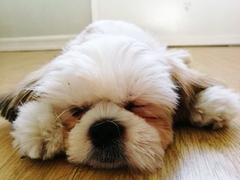 Close-up of dog relaxing