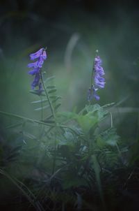 Close-up of purple crocus blooming outdoors