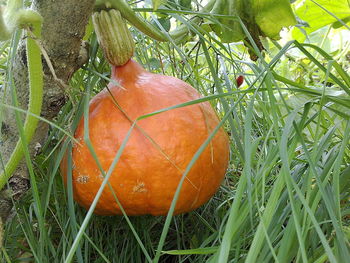 Close-up of pumpkin growing on field