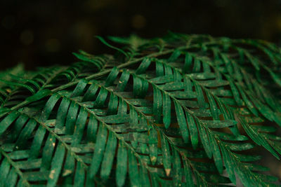 Close-up of fern leaves