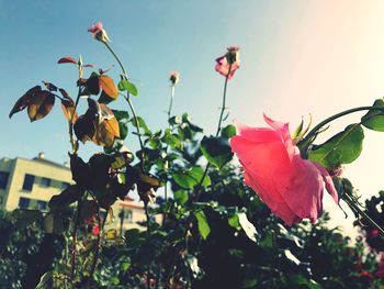 Close-up of red flowering plant against sky