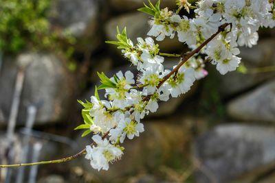 Close-up of white flowering plant