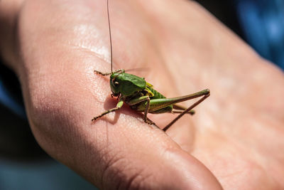 Cropped hand with grasshopper on sunny day