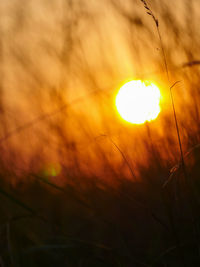 Low angle view of sun during sunset