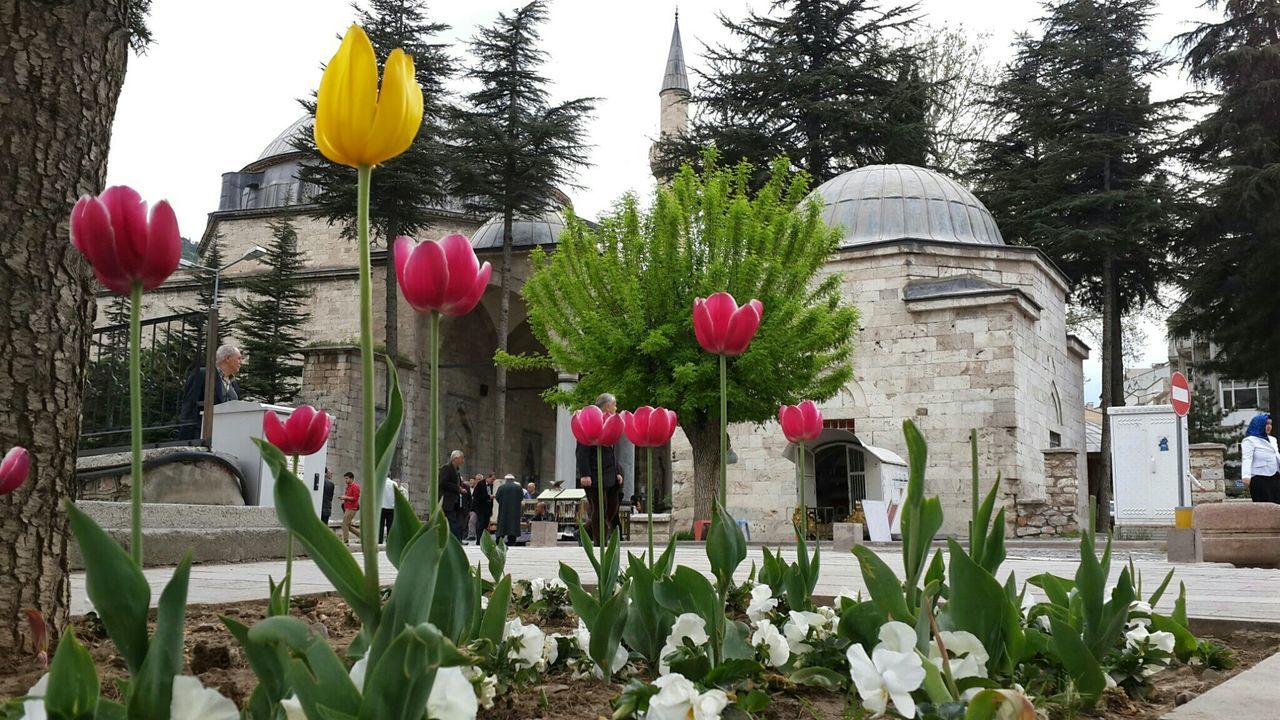 flower, plant, potted plant, growth, freshness, fragility, built structure, building exterior, architecture, petal, nature, flower pot, day, leaf, decoration, blooming, tulip, beauty in nature, outdoors, in bloom