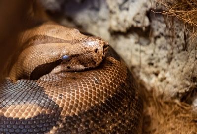 Close-up of lizard in zoo