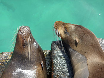 Close-up of sea lions blissfully relaxing