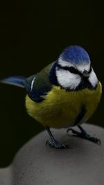Close-up of bird