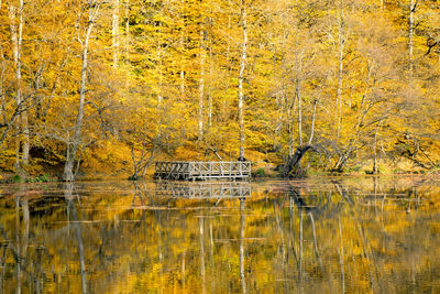 Plants by lake in forest during autumn