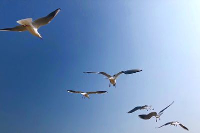 Low angle view of seagulls flying