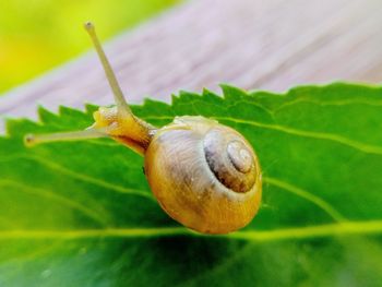 Close-up of snail on leaf