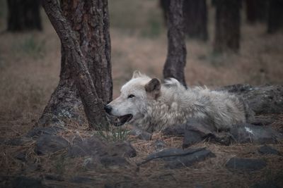 Dog relaxing on tree trunk in field