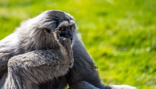 Close-up of monkey