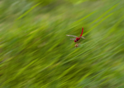 Dragonfly flying with bud over field