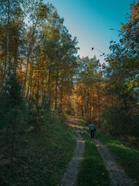 Rear view of person walking on footpath in forest