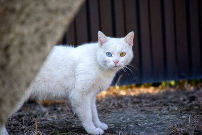 Portrait of cat looking away