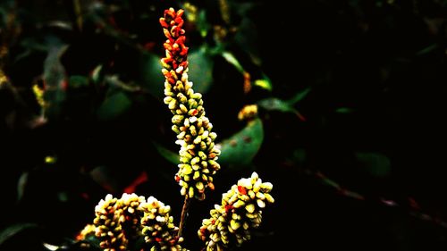 Close-up of flowers against blurred background