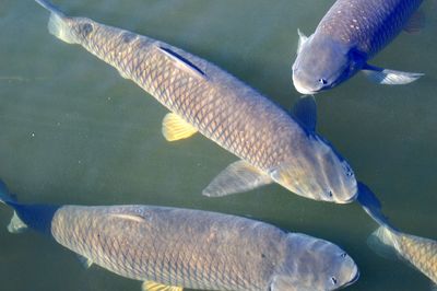 Close-up of fish in sea