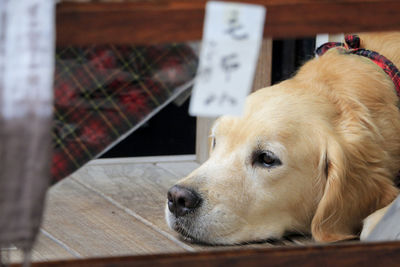 Close-up of dog looking away