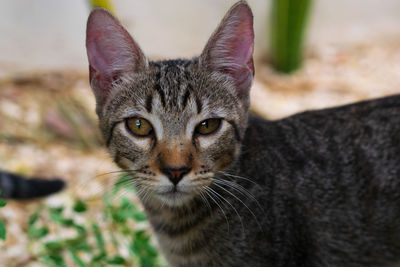 Close-up portrait of a cat