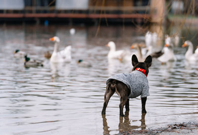 Brindle french bulldog dog by the lake with ducks and geese