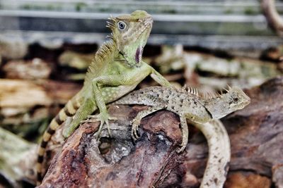 Close-up of lizard