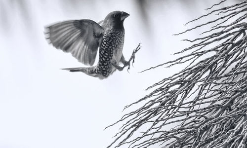 Side view of bird in mid-air