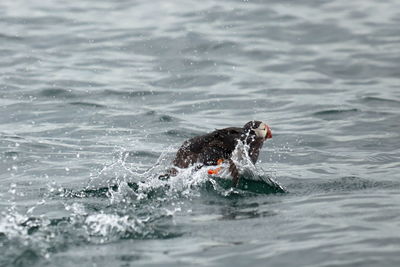 Bird swimming in sea