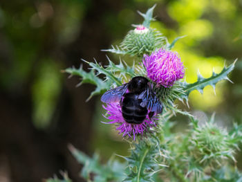 Close-up of bee pollinating on purple flower