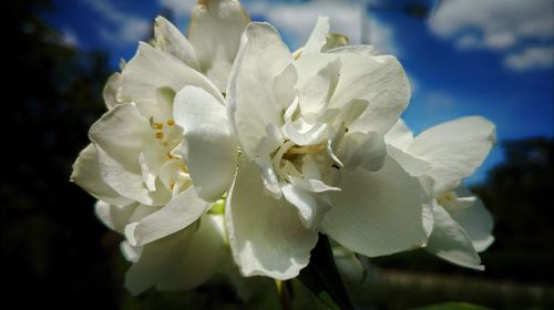 Close-up of white flowers blooming against sky