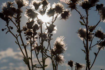 Low angle view of flower trees against sky