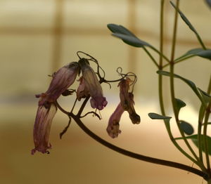 Close-up of wilted plant