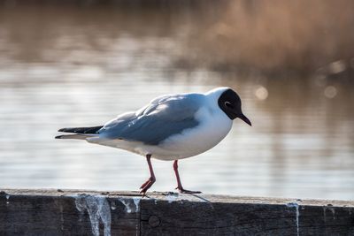 Close-up of seagull perching on wood