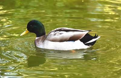 Duck swimming in lake