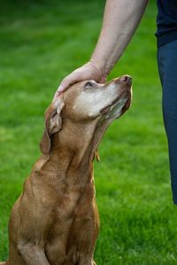 Close-up of a hand with dog on field