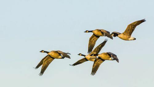 Bird flying against clear sky