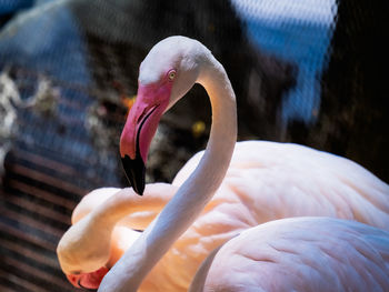 Close-up of bird