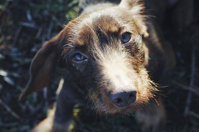 Close-up portrait of a dog