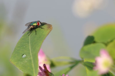 Close-up of insect on leaf