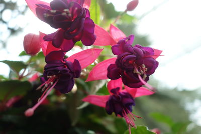 Close-up of pink flowers
