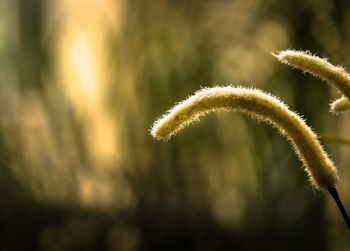 Close-up of fresh plant