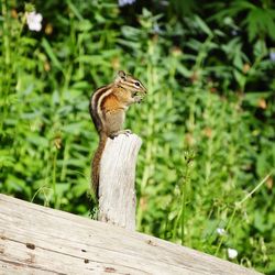 Squirrel on wooden post