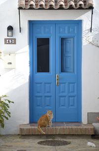 Cat sitting on a window of a building