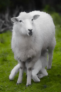 Sheep standing in a field