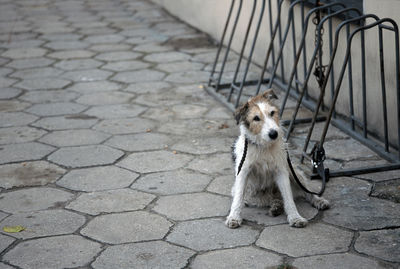 Dog on cobblestone street