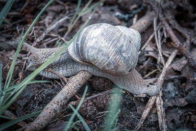 Close-up of snail on field