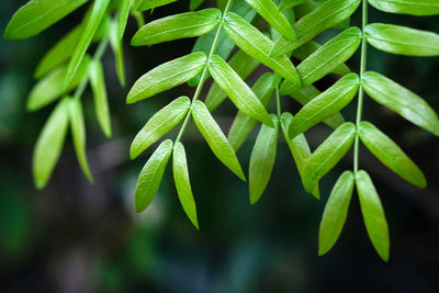 Close up. green leaf, even-pinnately compound leaf, paripinnate leaf. oblong, linear leaf shape.