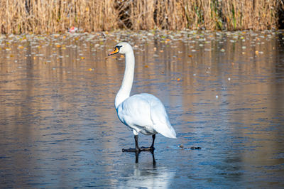 Swans swimming in lake