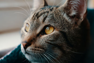 Close-up of a cat looking away